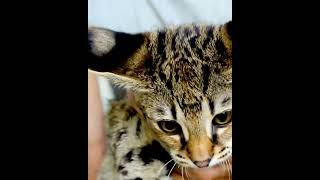 F1 Savannah Kitten in California , Los Angeles. by F1 Savannah Kittens 799 views 2 years ago 1 minute, 1 second