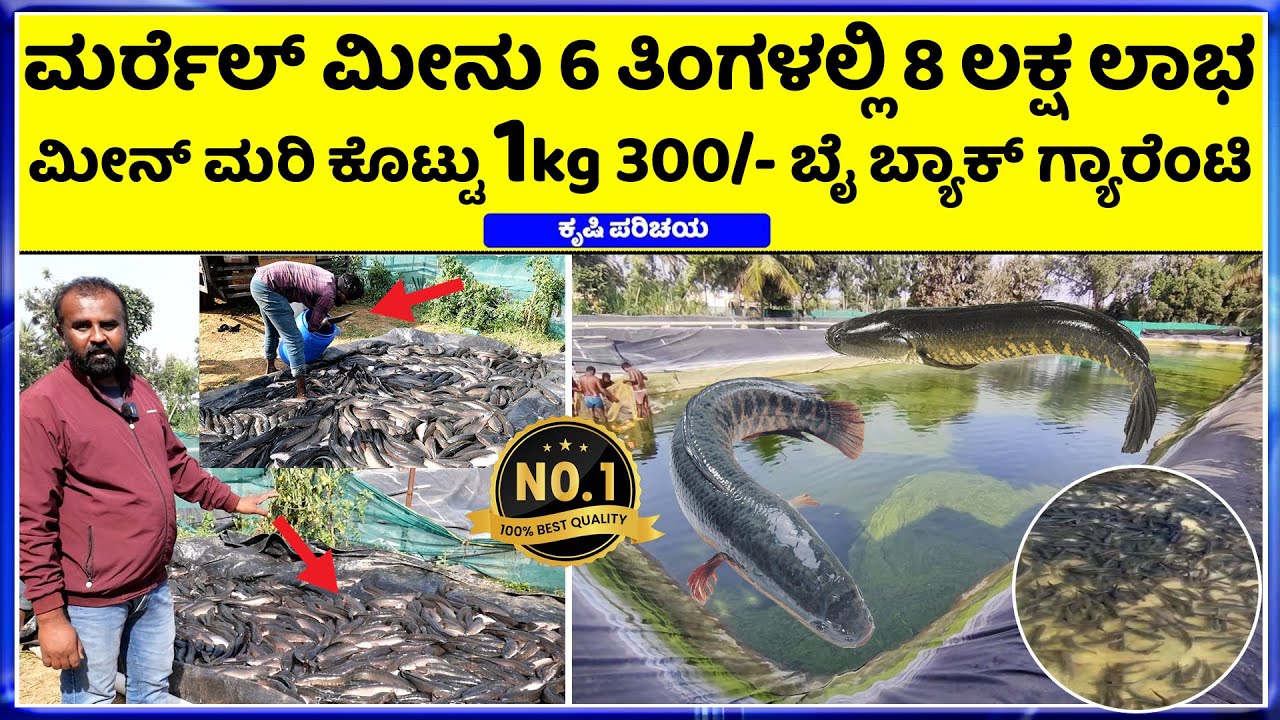9035552948 Fish Farming || ಕೇವಲ 20 ಕುಂಟೆ ಜಾಗದಲ್ಲಿ ಮರ್ರೆಲ್ ಮೀನು ಸಾಕಾಣಿಕೆ ಲಕ್ಷ ಲಕ್ಷ  ಆದಾಯ ..!