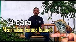 Menjinakan burung kedasih / wiwik kelabu.  - Durasi: 4:28. 