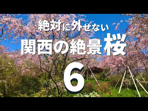 【関西】一度は見に行きたい桜の絶景スポット６選