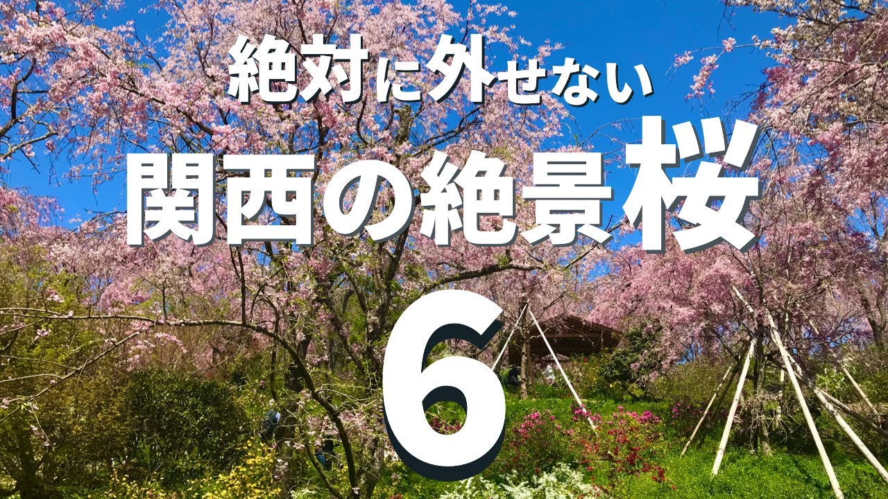【関西】一度は見に行きたい桜の絶景スポット６選