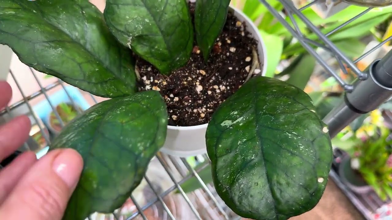 Новые хойи в коллекцию ! Хойи в декабре . Как быстро хойи растут зимой . ❤️😁