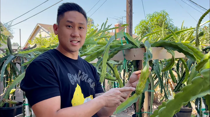 E6: How to Grow Dragon Fruit From Cutting to Fruit