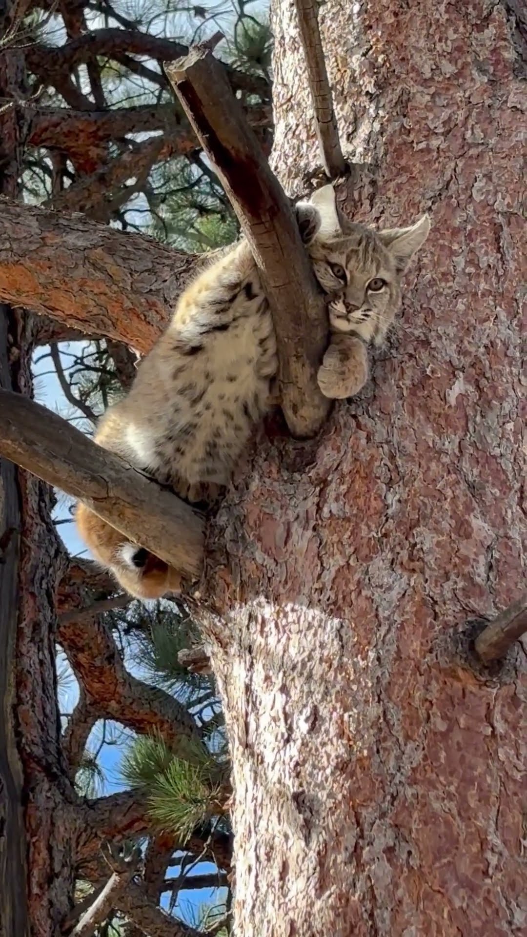 Young Bobcat Hides in a Tree || ViralHog