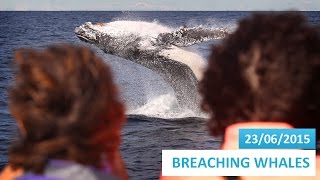 23/62015 - Amazing Cruise with Whales Breaching non stop