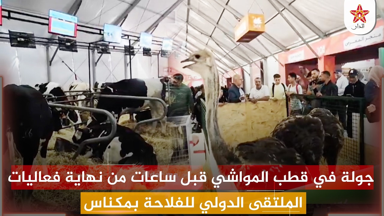 جولة في قطب المواشي قبل ساعات من نهاية فعاليات الملتقى الدولي للفلاحة بمكناس