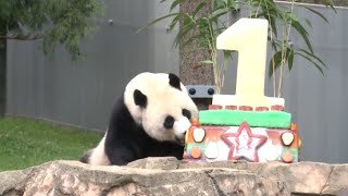 National Zoo in Washington Throws Birthday Party for Giant Panda Bei Bei