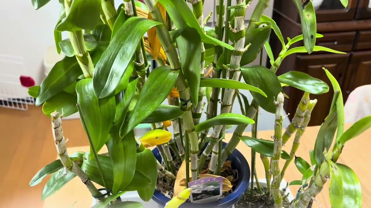 胡蝶蘭の花芽発見🙌今年はミニ胡蝶蘭達がすごいです😍デンドロビウムにも変化が😯
