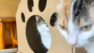 ダンボールハウスを巡る猫同士の譲れない戦い
