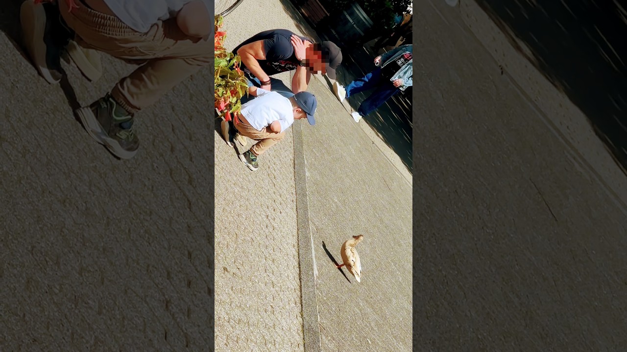 Conversing with humans on a cozy noon,Under the gentle sun, we share our tune.