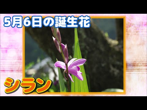 5月6日の誕生花 シラン どんな花 あなたに送る花言葉は Youtube