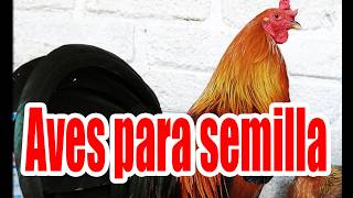 Aves para Semilla, alimentación, higiene, tipos de trastes