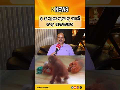 ୫ ଶିଶୁ ଓରାଙ୍ଗଉଟାନଙ୍କ ସ୍ୱାସ୍ଥ୍ୟ, ଖାଦ୍ୟ ଓ ରକ୍ଷଣାବେକ୍ଷଣ ପାଇଁ ୫ ଜଣିଆ ବୈଷୟିକ କମିଟି ଗଠନ। | Knews Odisha