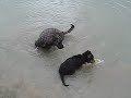 Feral Dog and Cute Mutt Swimming & Playing (2 of 2)