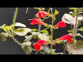 Live by Flowers by Satya