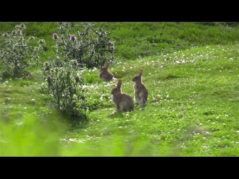 The Shooting Show – Pace v Pace rabbit shooting PLUS a look forward to ...