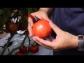 Tomates - AS3554 - BHN Seeds