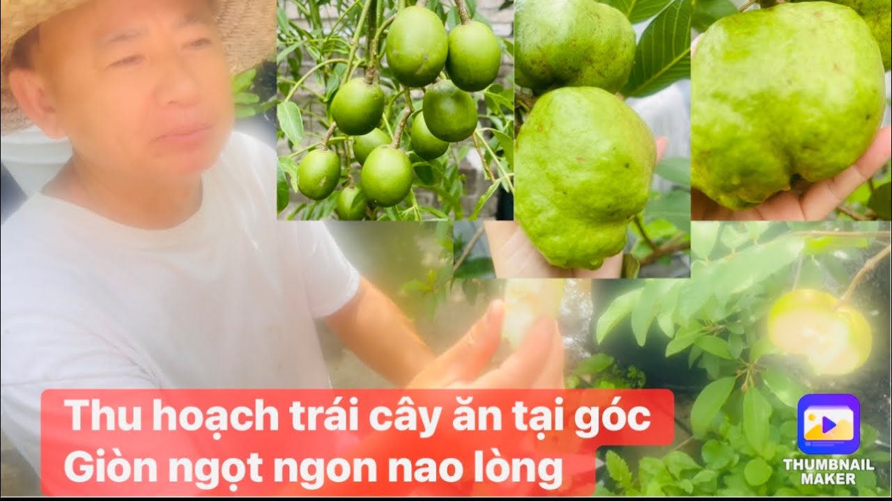 Vườn cây tháng 10 đẹp suất sắc thu hoạch nhiều loại cây ăn tại góc giòn siêu ngon.