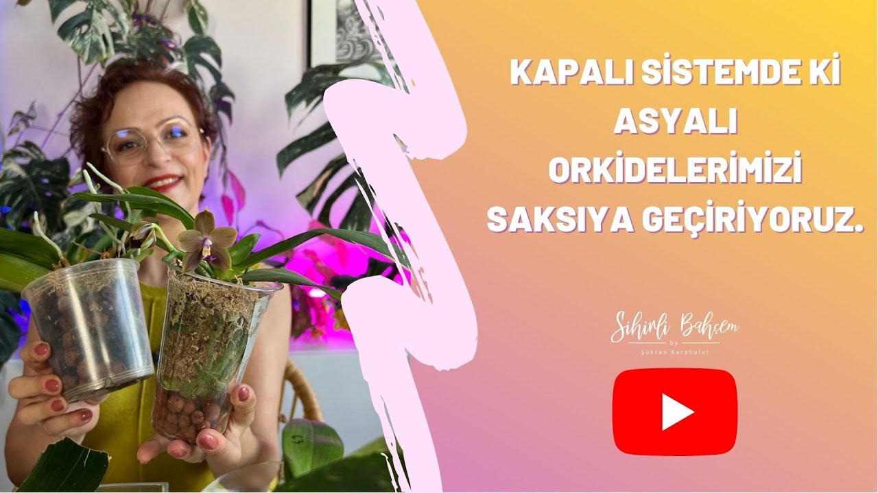 Kapalı Sistemde ki Asyalı Orkidelerimizi Saksıya Geçiriyoruz.