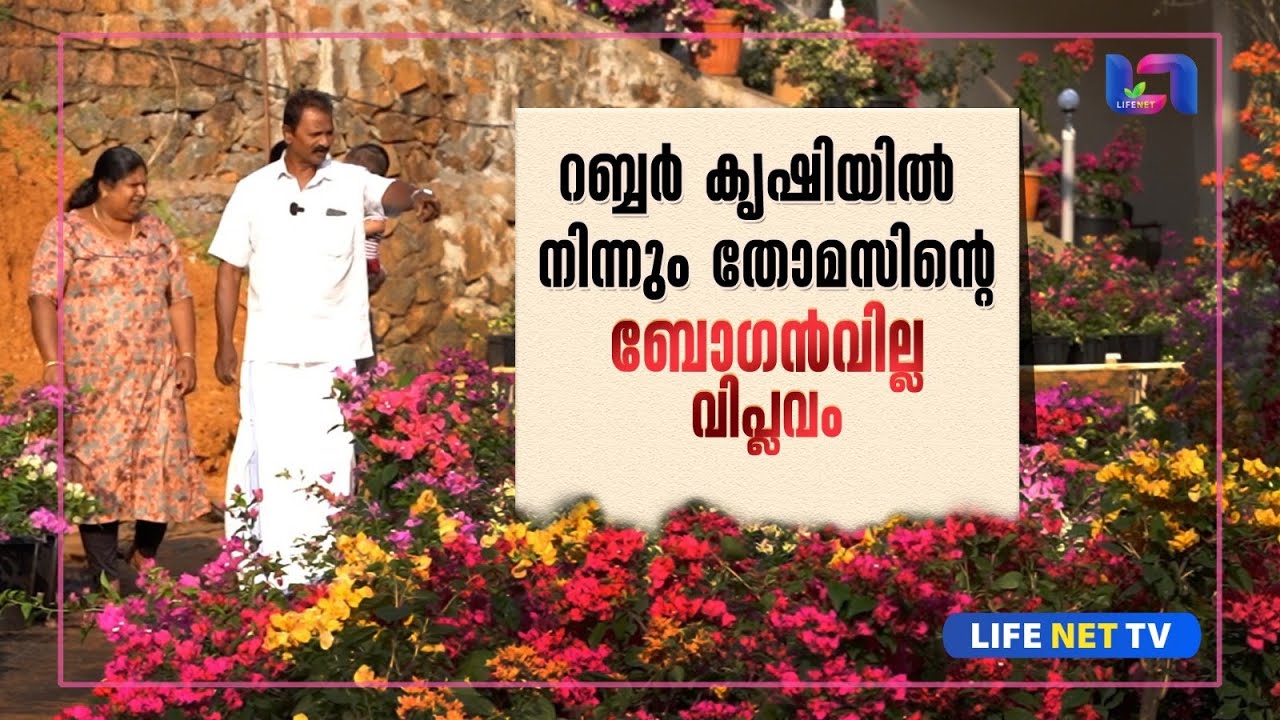കണ്ണൂർ ജില്ലയിലെ ബോഗൻവില്ല പൂക്കുന്ന വീട്ടിലെ വിശേഷങ്ങൾ | Puthuparampil Gardens