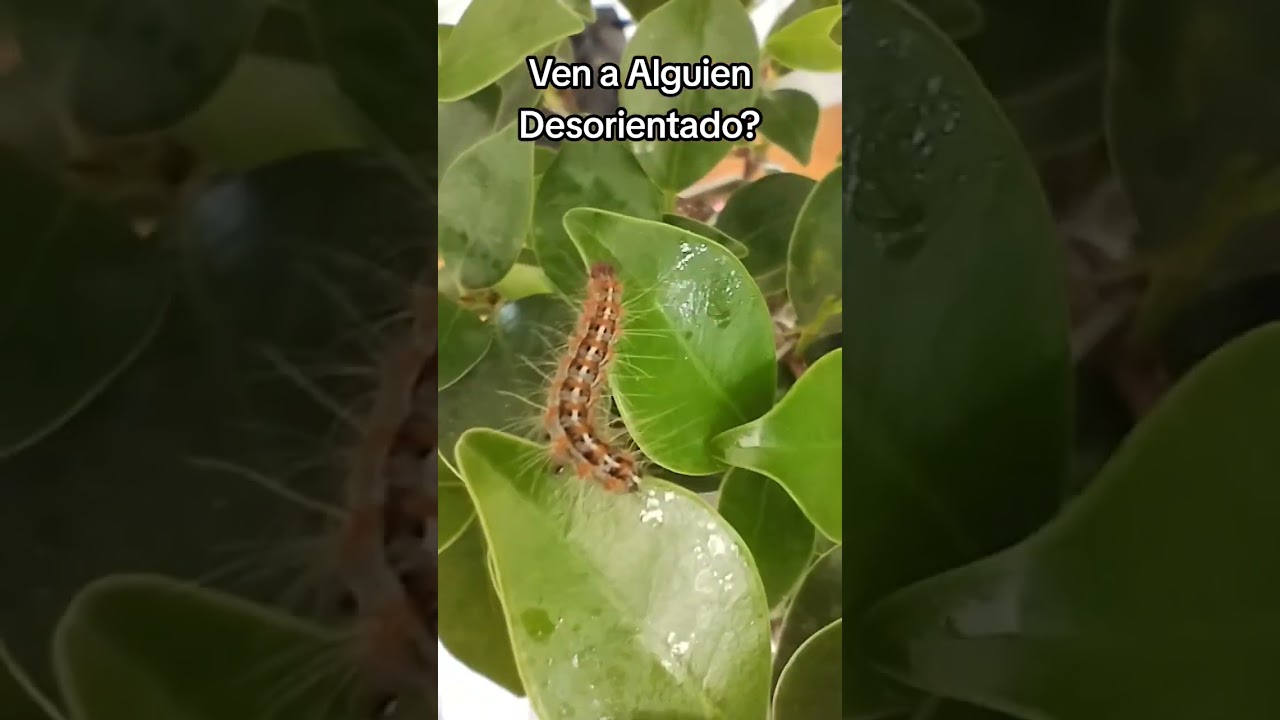 🐛 Paracles deserticola 🐛🌳Ficus microcarpa🌳🐯 Ficus Tigre Bark🪵