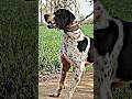 Pakistani bully kutta #dog #pet #kutta #bullydog #bullykutta #pakistanibully #dogshorts #shorts #new