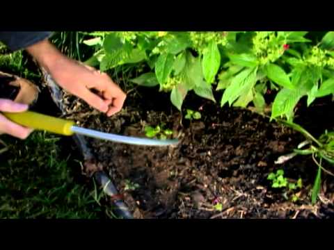 Video: Nástroj na odplevelování tresky obecné: Tipy pro používání odplevelovače tresky obecné v zahradě