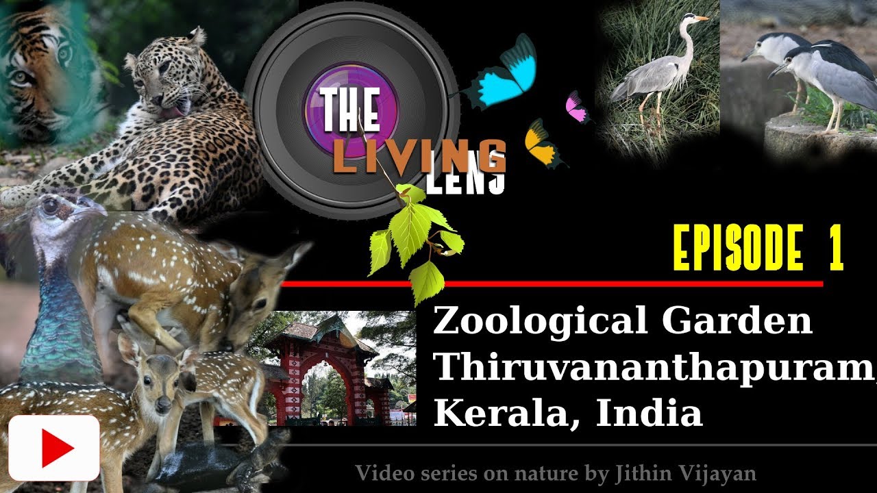 The Living Lens - Video Series Episode 1 - Thiruvananthapuram Zoo, Kerala By Jithin Vijayan