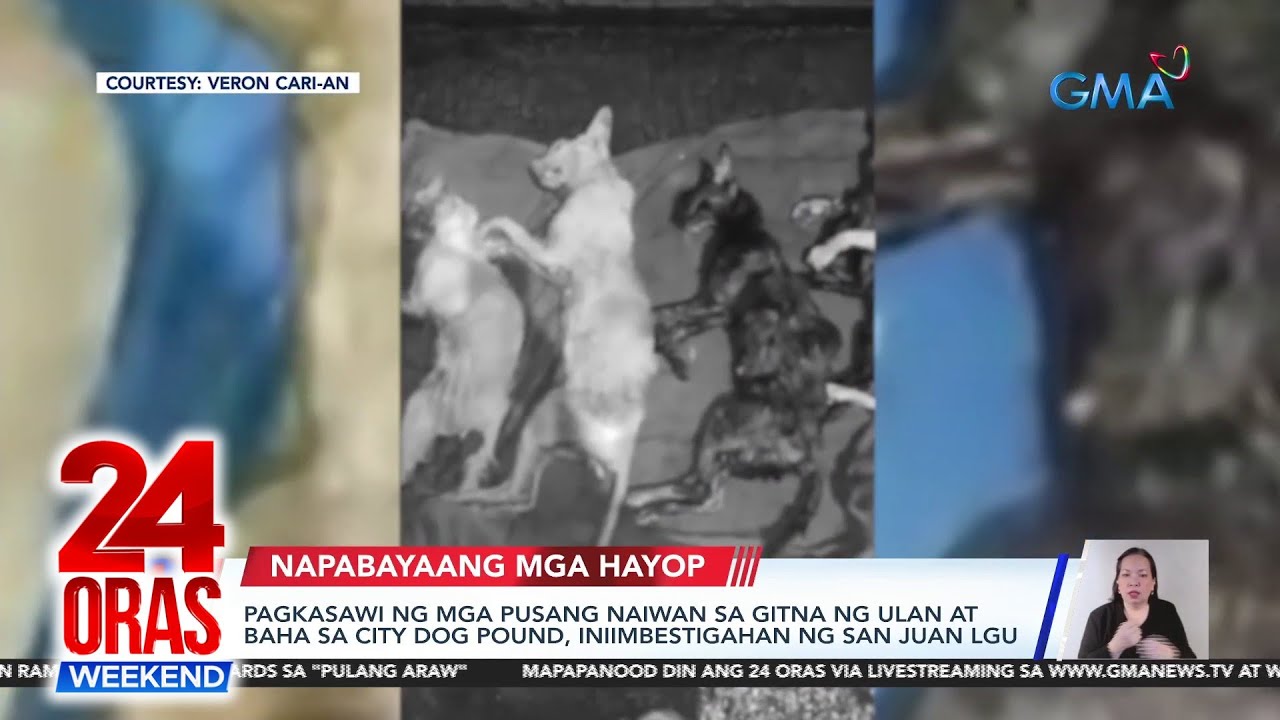 pagkasawi-ng-mga-pusang-naiwan-sa-gitna-ng-ulan-at-baha-sa-city-dog