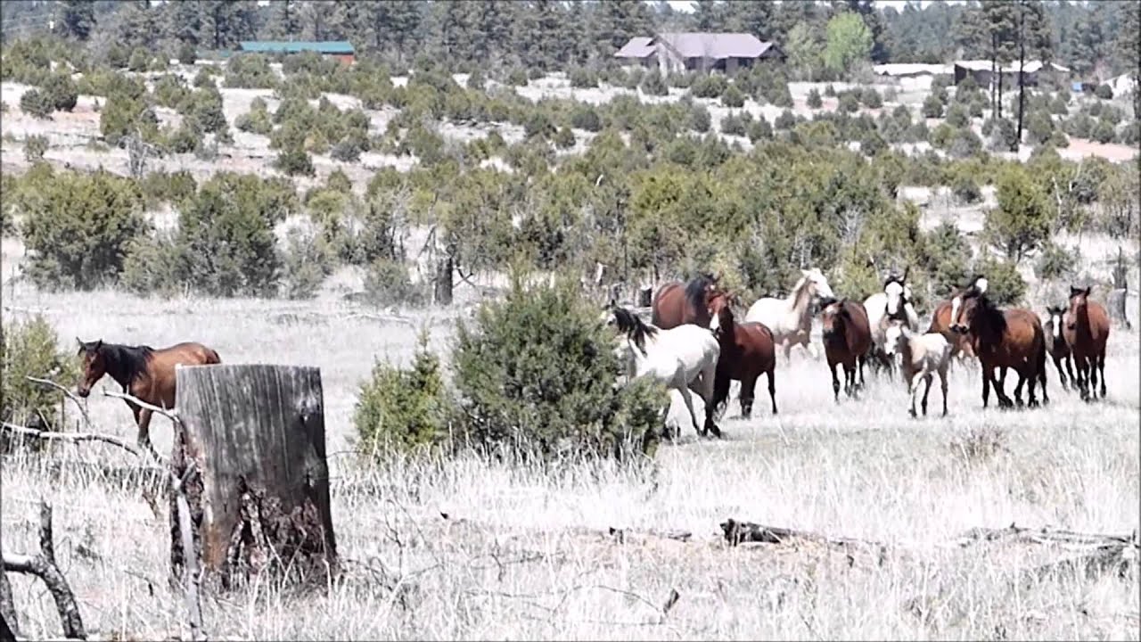 Heber Wild Horses 4/29/15 Overgaard, AZ FSR51 YouTube