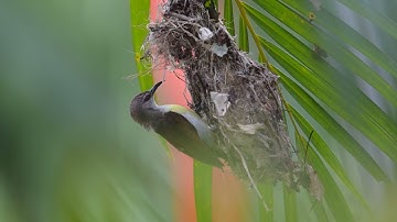Purple-Rumped Sunbird building a Nest