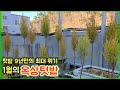 1월의 옥상 텃밭 / 역대급 한파에 최대 위기를 맞은 옥상텃밭  / January rooftop garden