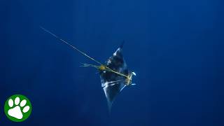 Divers Save Incredible Sea Creature From Fishing Rope
