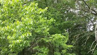 b roll - trees and nature sounds - i need a tripod - nothing happens