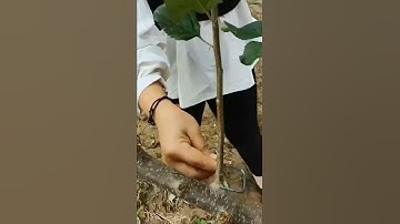 Farming techniques Bending fruit branches #short #satisfying