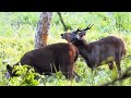 Sambar deer in jungle  jungle animals  animals life in forest