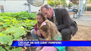 Pumpkin Growing in the Fox 40 Garden