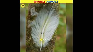 Invisible Animals 😱 | #shorts