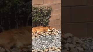 Revy calls it self care  #dog #toller #puppy #nsdtr #basking #april29 #dogsofyoutube #happydog