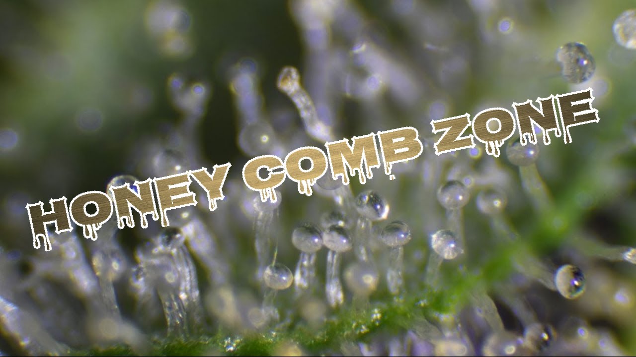 UnderRated & Garth Vader - Honey Comb Zone (Official Audio)