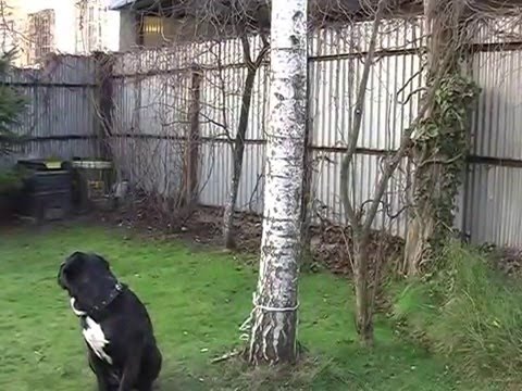 Как я спилил березу в саду.