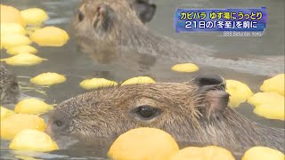 冬至を前にカピバラたちがゆず湯を楽しむ 静岡県 Youtube