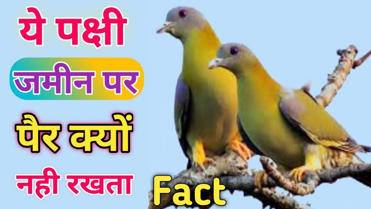 Scientific facts of yellow footed green pigeon | Hariyal Bird | Hariyal Pakshi | Hariyal Parinda 