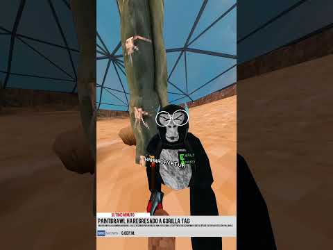 ÚLTIMO MINUTO: Paintbrawl regresará a Gorilla tag!!! (Gorilla News SPANISH EDITION) #gorillatag