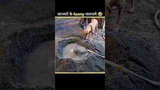 😂 Janvaron ke Aise Funny Karname Jo Aapko Hasa-Hasa Kar Rula Denge!।#shorts #funny