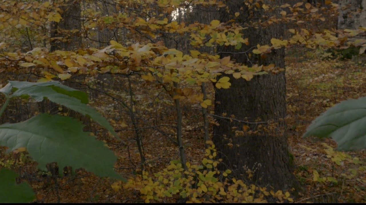 Autumn Leaves in Forest - shot with GH6 + OM System / Olympus M.Zuiko Digital ED 12-40mm f2.8 PRO II