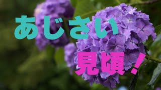 あじさい見頃　護摩堂山