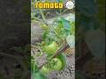 ~|| Know about Tomato tree || Niaz's English || Niaz Mahmud ||~ #niazsenglish #vegetable