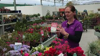 The Kerry Garden Show 2022- Episode 8 Wealth