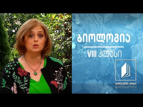 ბიოლოგია VIII კლასი - სისხლძარღვების სტრუქტურების შესაბამისობა შესასრულებელ ფუნქციასთან